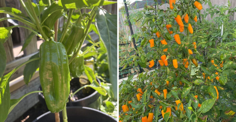 What To Plant This Week For A Florida Fall Pepper Harvest