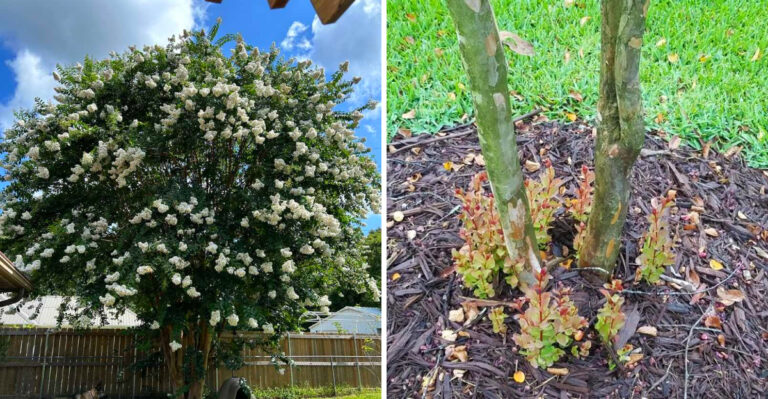 What Crepe Myrtle Roots Actually Do To A Texas Yard Over Time