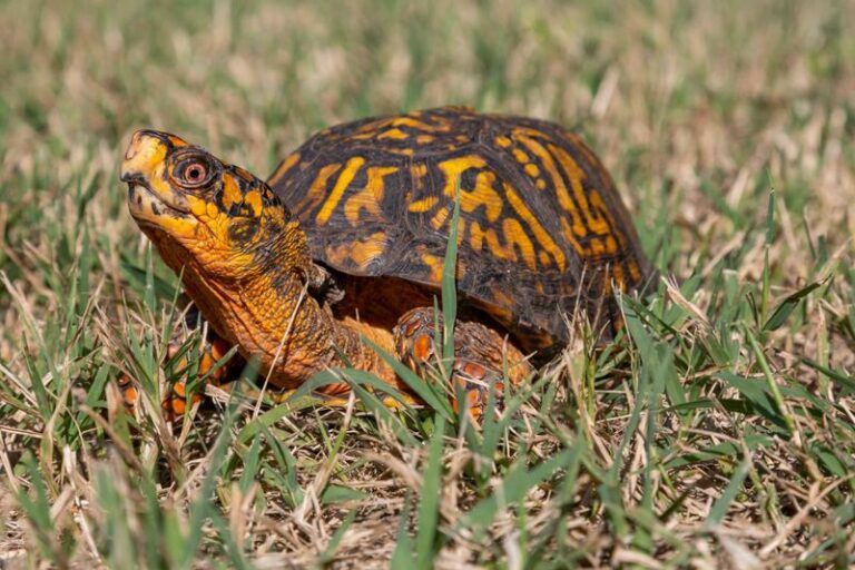 Box Turtles Do Not Wander Into North Carolina Garden Beds By Chance, Here Is What Their Arrival Reveals
