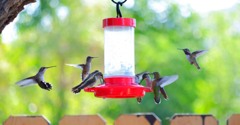 Why Hummingbirds Chase Each Other Away From California Feeders