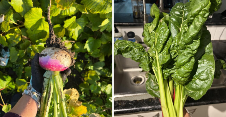 The Pennsylvania Vegetables To Direct Sow In August For A Heavy Fall Harvest
