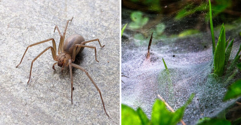 How To Identify A Brown Recluse Spider Web In Your Nebraska Home Or Yard