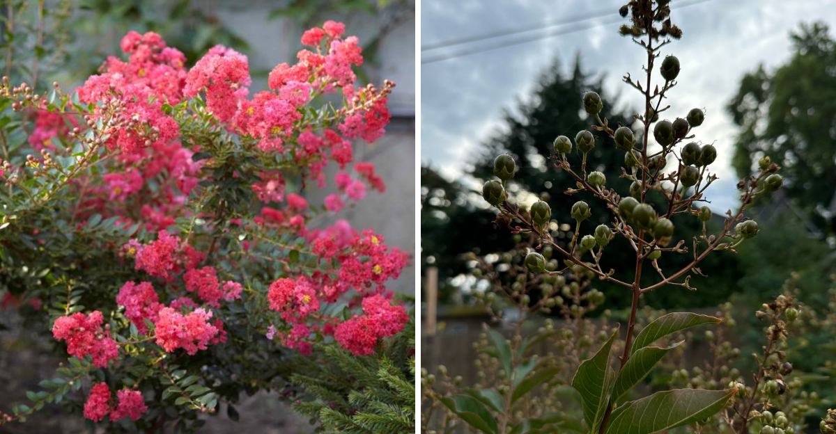 crepe myrtle