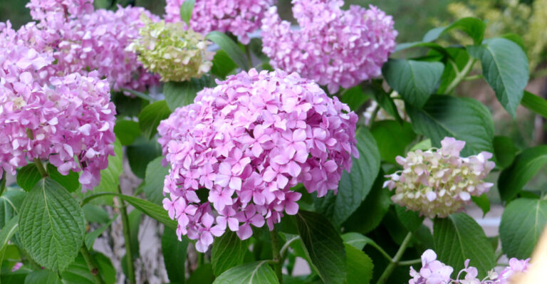 bigleaf hydrangea