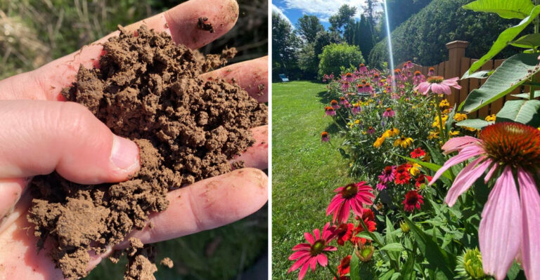The Native Michigan Secret To Building Soil That Handles Summer Heat