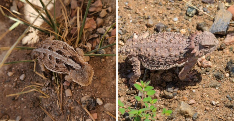 What It Means If You Find A Greater Short Horned Lizard In Arizona