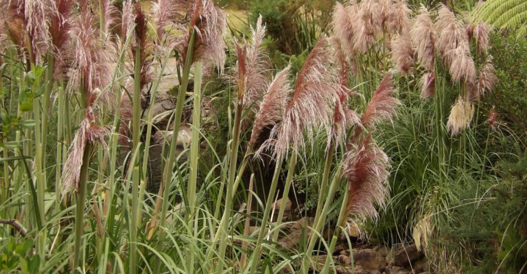 This Plant Is Now Banned In More California Counties Than Ever Before