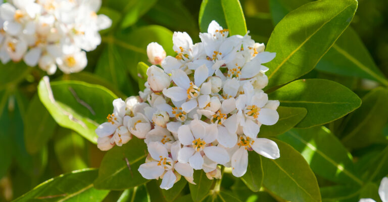 Flowering Privacy Shrubs That Stay Manageable In Small California Yards