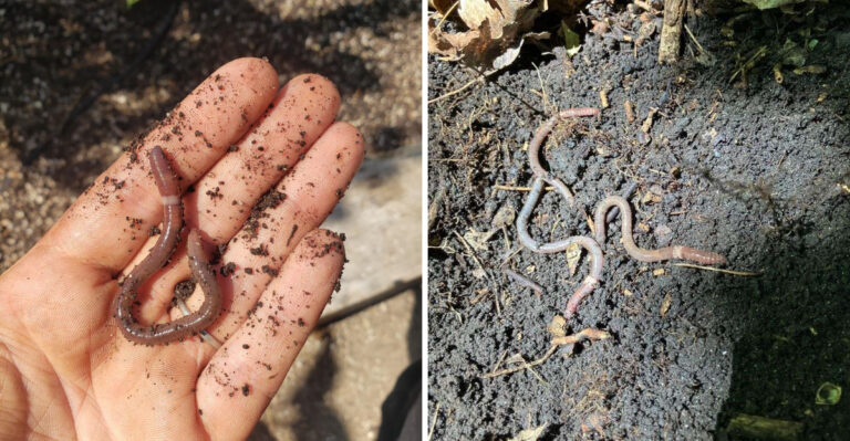 What Pennsylvania Gardeners Should Know About Jumping Worms Before They Find Them In Their Soil