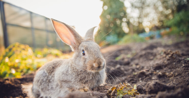 Stop Planting These If Rabbits Keep Visiting Your Garden