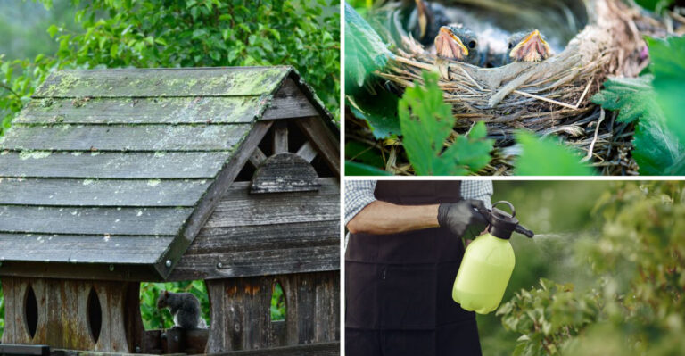 Virginia Homeowners Helping Wildlife Recover From The Worst Of July Heat