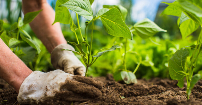 gardening