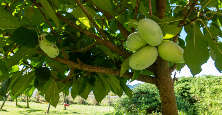 pawpaw