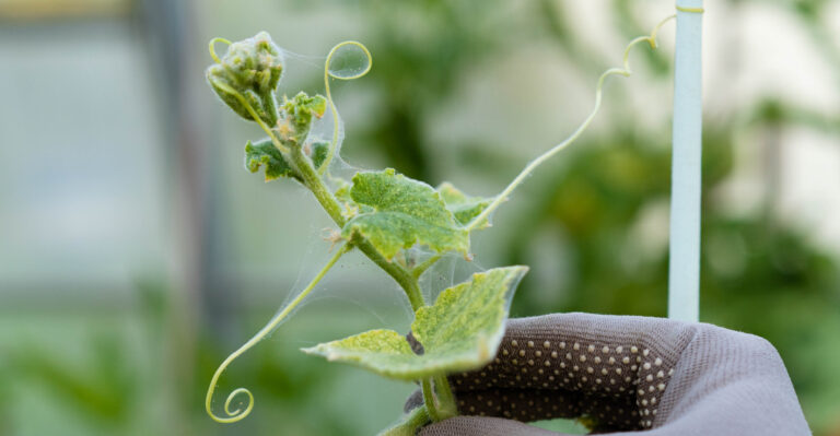 These Things Arizona Homeowners Do In August Make Spider Mites Significantly Worse