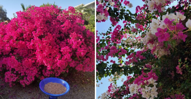 What to Do With Your Florida Bougainvillea in August So It Doesn’t Drop Everything