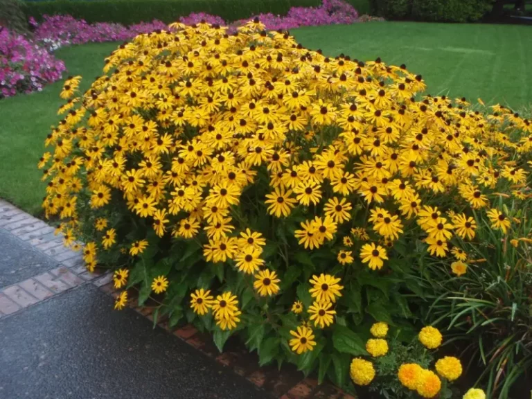 The One Native Perennial That Keeps Blooming In North Carolina Full Sun When July Heat Melts Everything Else