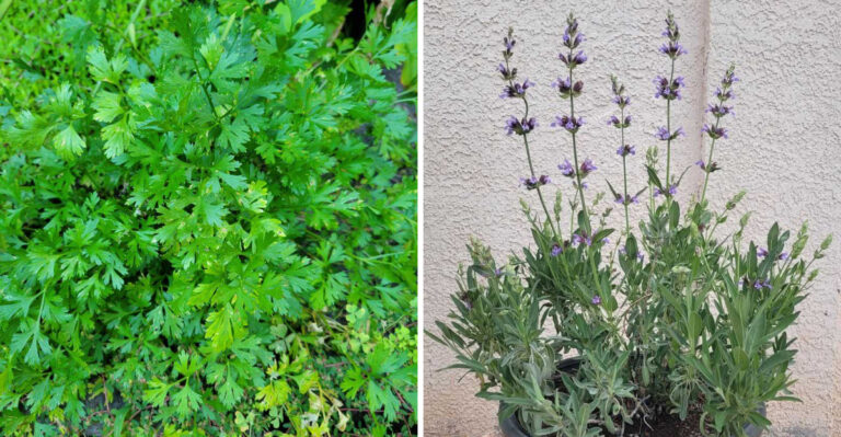 Arizona Gardeners Grow These Strong Scented Herbs To Help Deter Squash Bugs