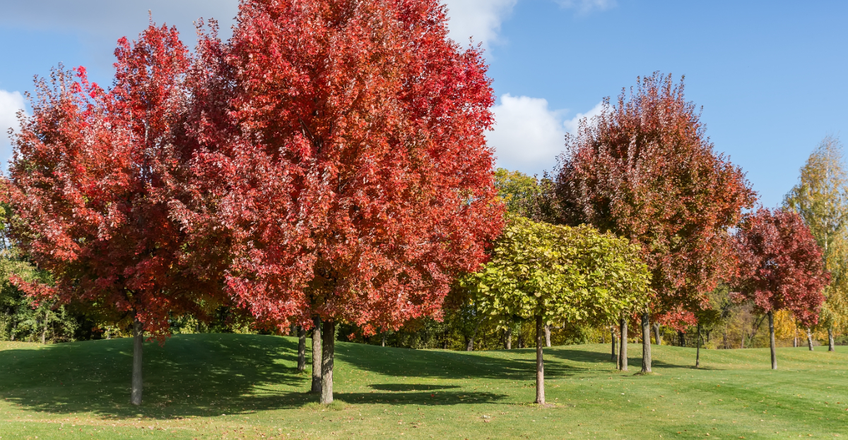 maple tree