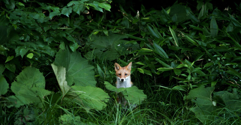 fox peeking