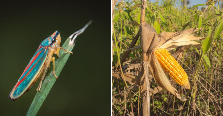 This Tiny Winged Insect Is Now A Bigger Threat To Missouri Corn Than Drought
