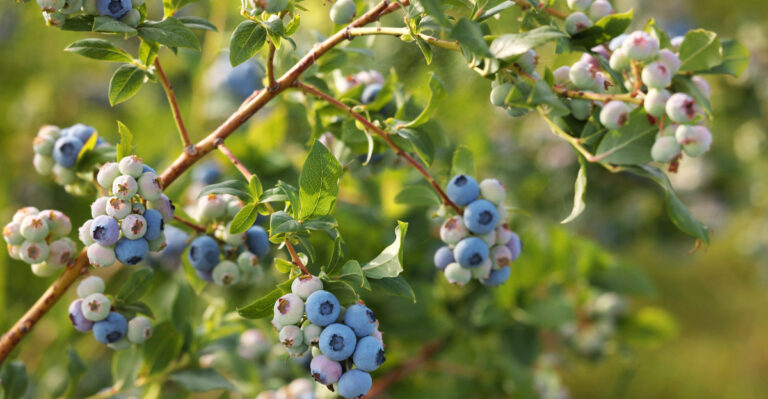 How To Summer Prune California Blueberries For A Massive Harvest Next Year