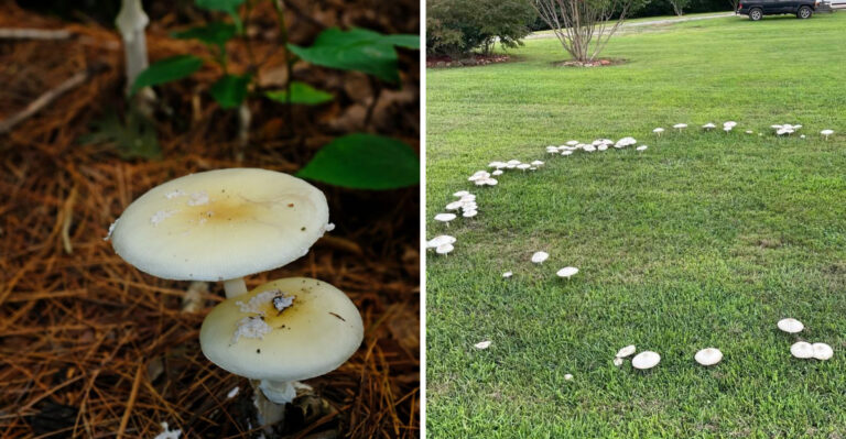 white mushrooms in yard