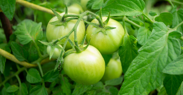 8 Fertilizing Mistakes That Delay Tomato Ripening