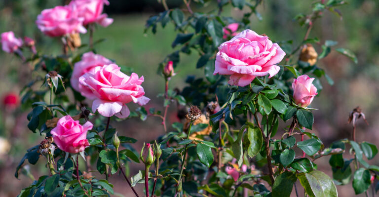 Roses (featured image)