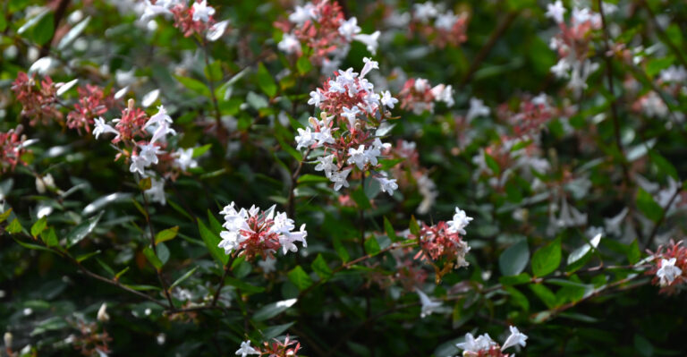 abelia