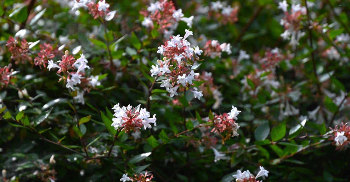 abelia