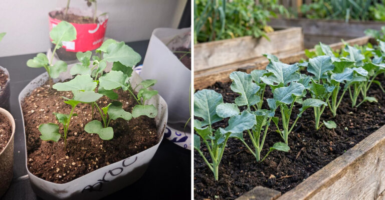 How To Start Arizona Fall Broccoli Seeds Indoors This Week
