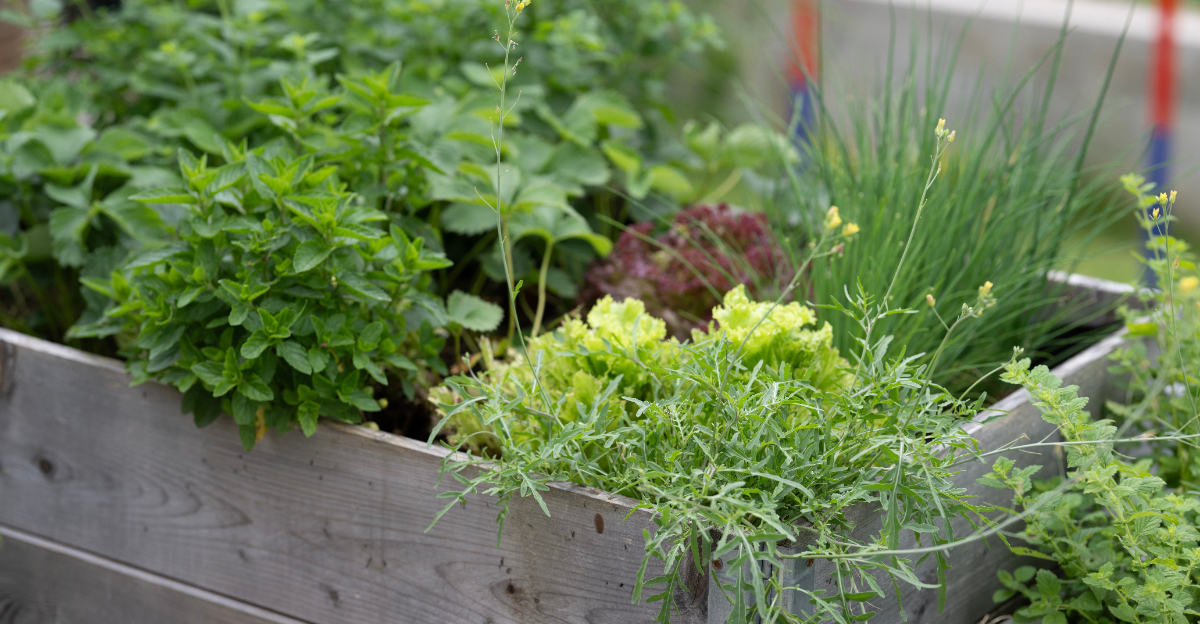 garden herbs