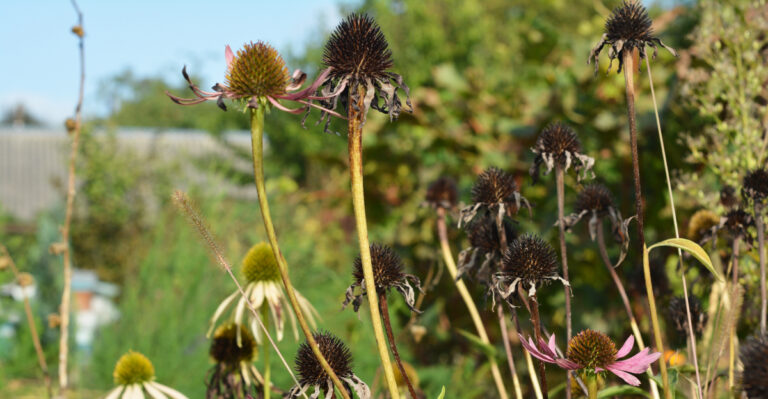 Faded pink coneflowers next to dark, dried seed heads