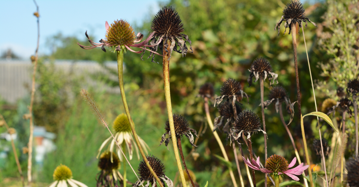 Faded pink coneflowers next to dark, dried seed heads