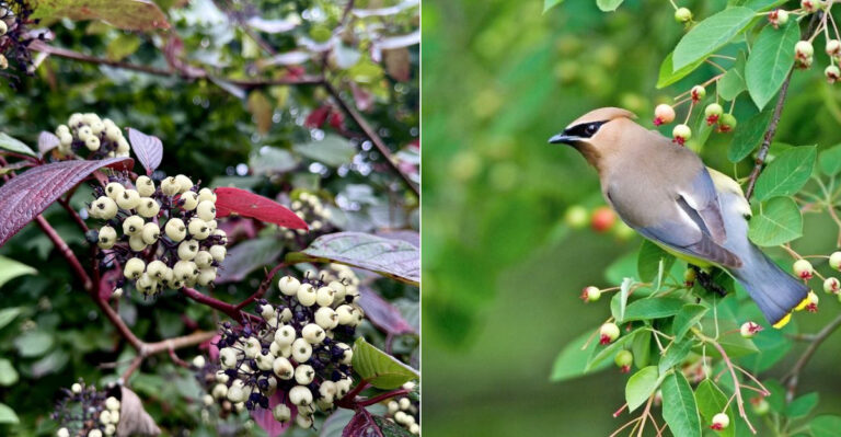 Which Oregon Shrubs Should Be Pruned After Their Berries Are Finished