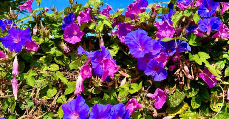 The Morning Glory Removal Mistake That Multiplies It Through Oregon Garden Beds Every Season