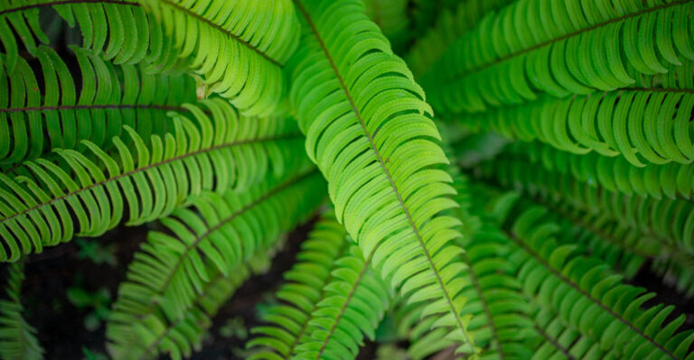 How To Cut Back Sword Ferns In Oregon Without Damaging Next Year’s Fronds