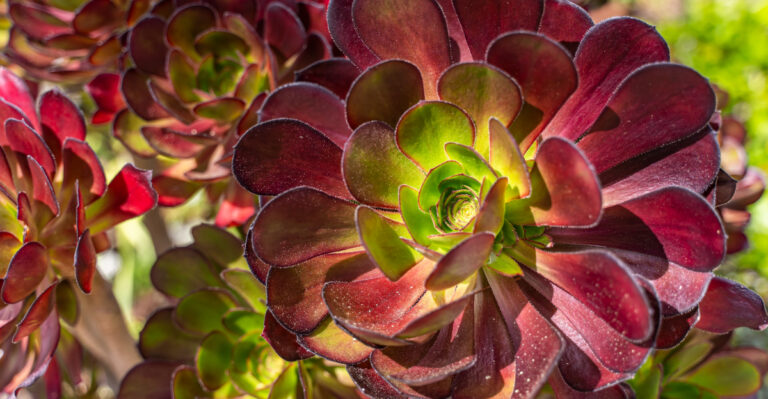 The Best Drought-Smart Plants For California Rental Homes And Temporary Gardens