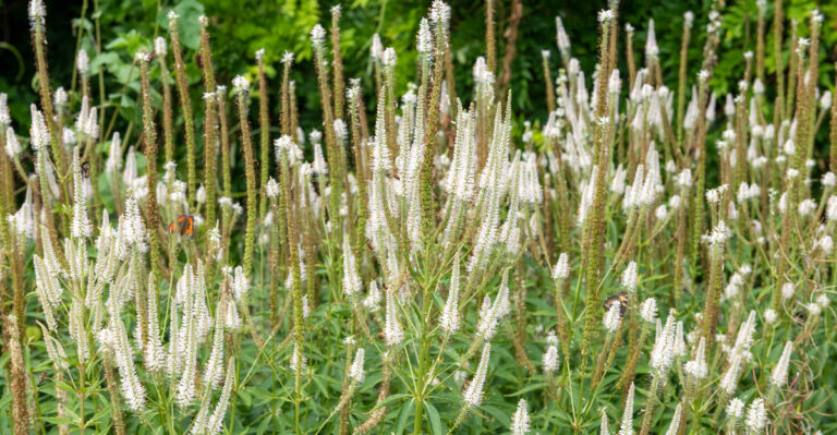 culver's root