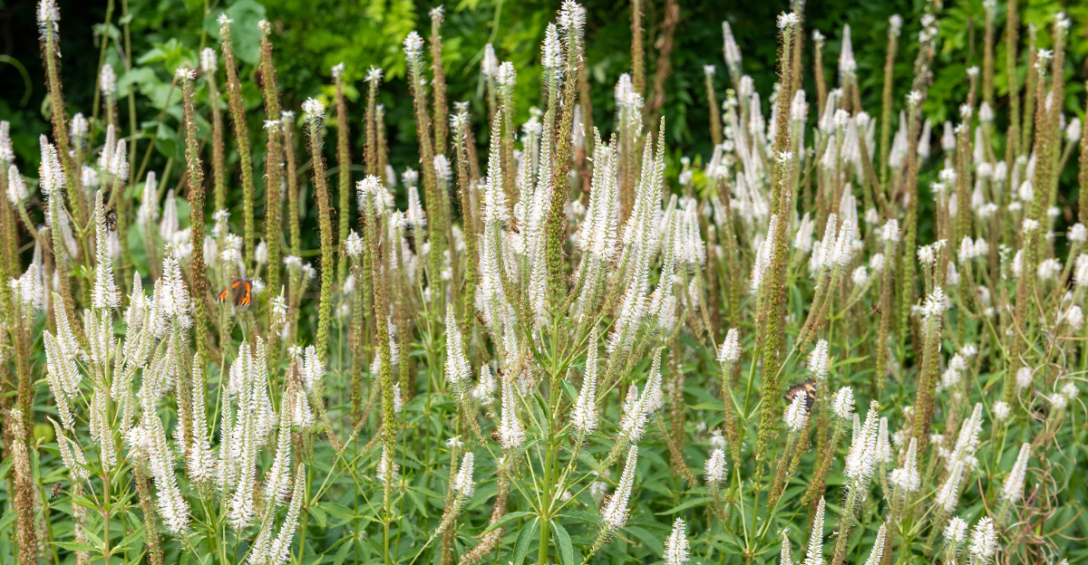 culver's root