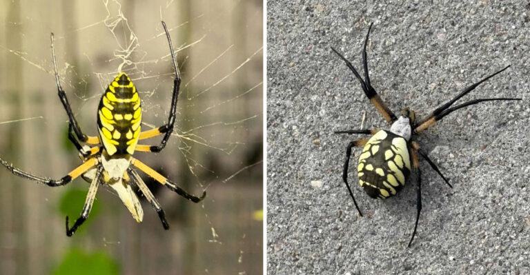 Why Are Giant Garden Spiders Showing Up In Georgia Yards Right Now?