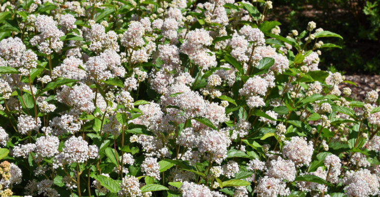 The Native Boxwood Alternative Illinois Landscapes Are Missing Out On