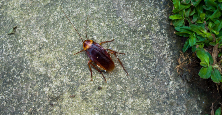 The Florida Garden Bed Location That Creates The Worst Roach Problems Around Foundations