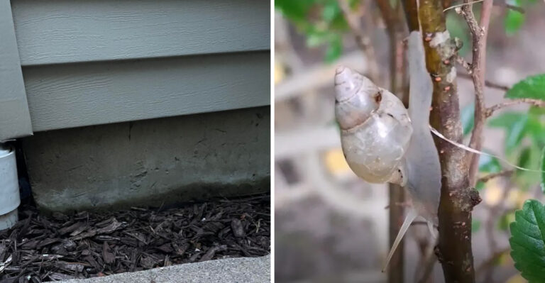 ghost snail