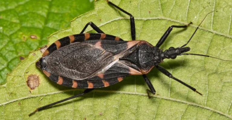 This Concerning New Insect Has Just Been Confirmed In Delaware’s New Castle County