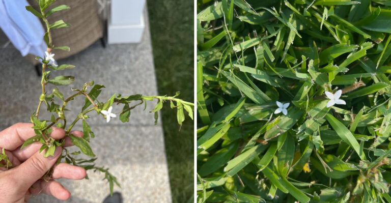 Pulling Virginia Buttonweed From Your Georgia Lawn Can Make The Problem Worse