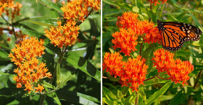 The Most Useful Native Wildflower You Can Plant In Pennsylvania