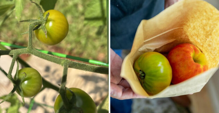 What To Do With Green Tomatoes Before Ohio’s First Frost Hits