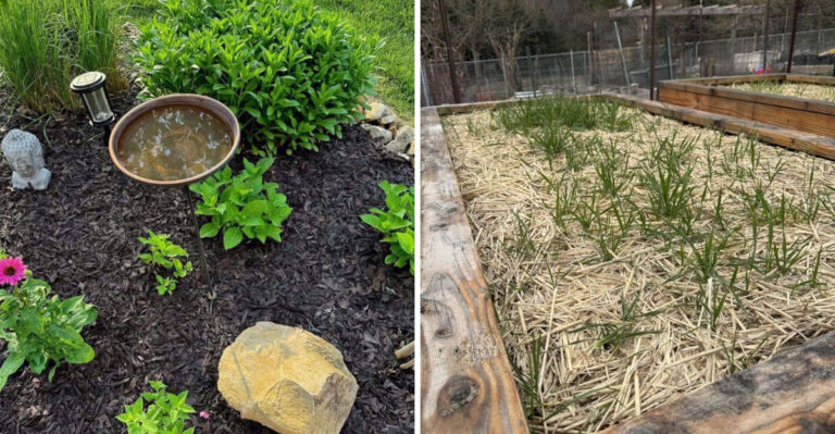 The Amish Mulching Habit Pennsylvania Homeowners Wish They Had Known About Before Every Summer