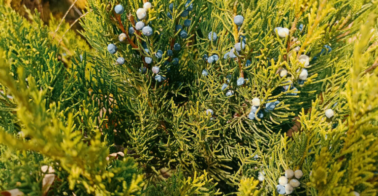 The Native Tree Connecticut Homeowners Choose For Privacy With Minimal Pruning